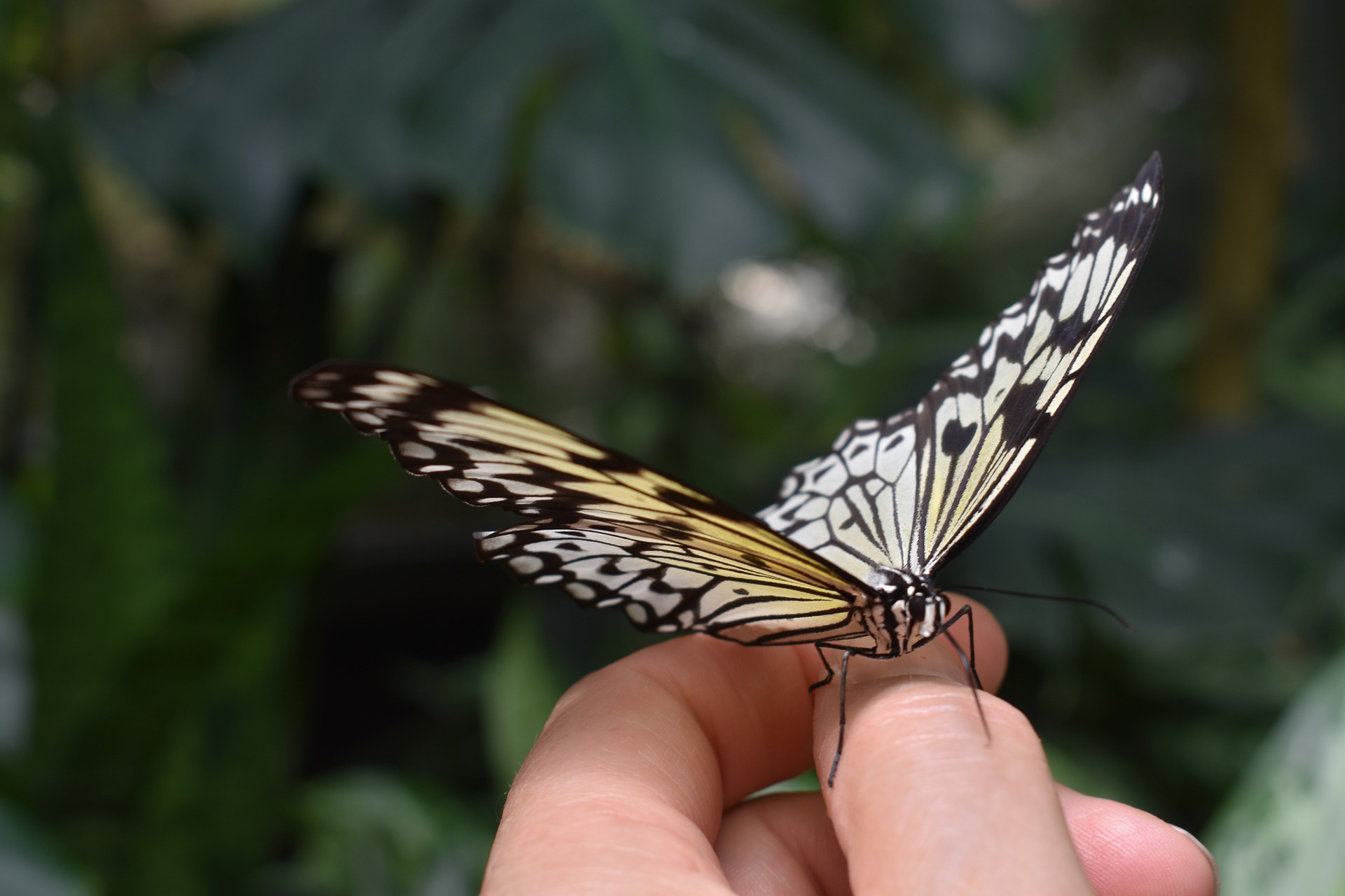 Butterfly at The Outdoor Connection in Boerne Texas